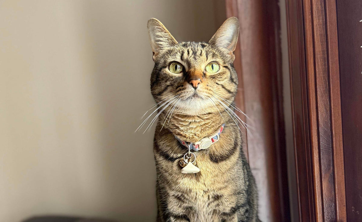Kitkat the tabby cat sitting on an armchair by a window