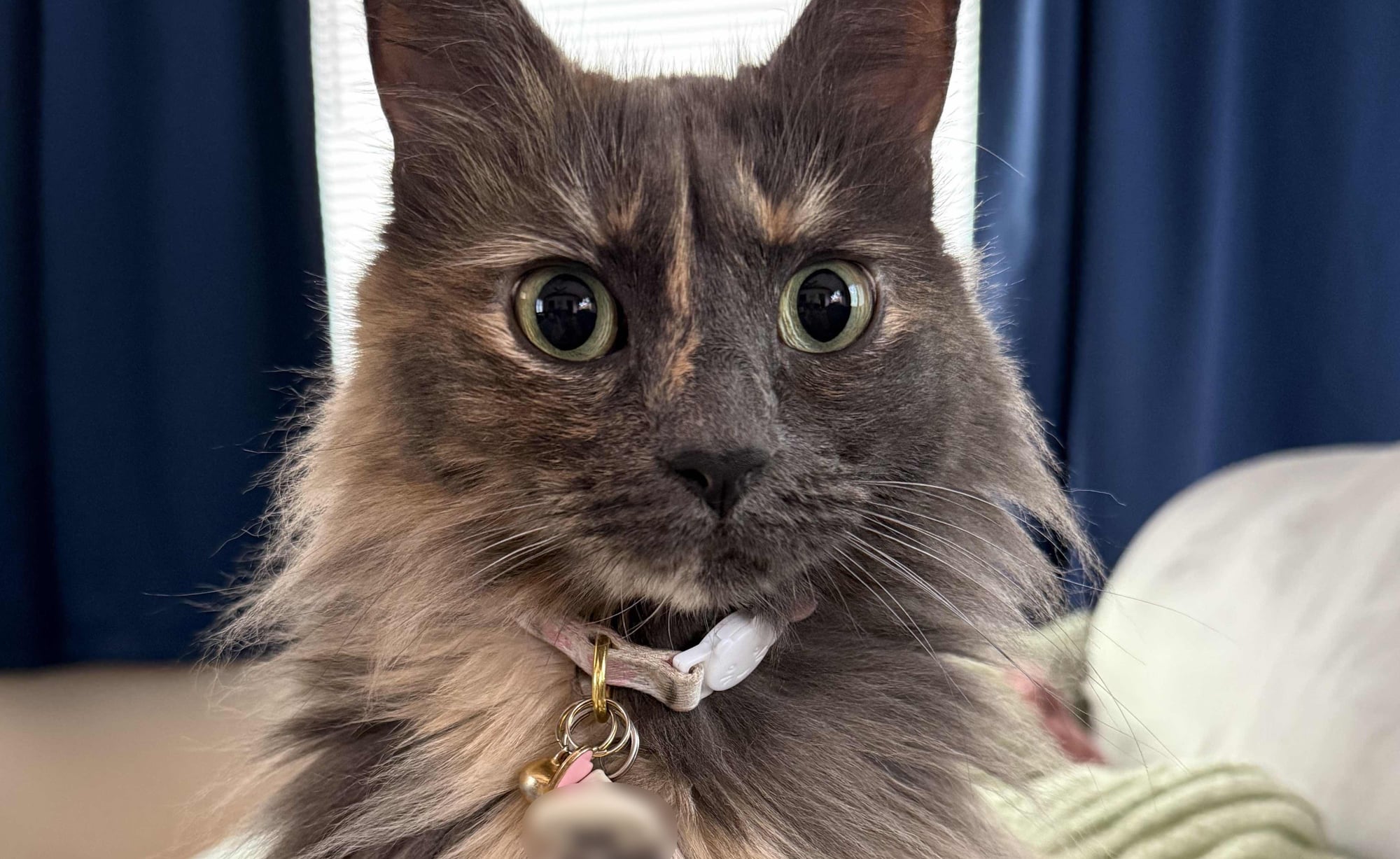 Rory the long-haired cat sitting on a green blanket